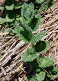 Teucrium scordioides