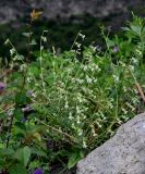 Silene dichotoma. Цветущее растение. Армения, обл. Лори, окр. г. Алаверди, монастырь Ахпат, ≈ 1000 м н.у.м., каменистый участок лугового склона. 24.06.2022.