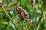 Kobresia stenocarpa. Соцветия. Киргизия, Ошская обл., Памир, Заалайский хр., долина р. Ачик-Таш, ≈ 3600 м н.у.м., каменистый участок альпийского луга. 07.07.2022.