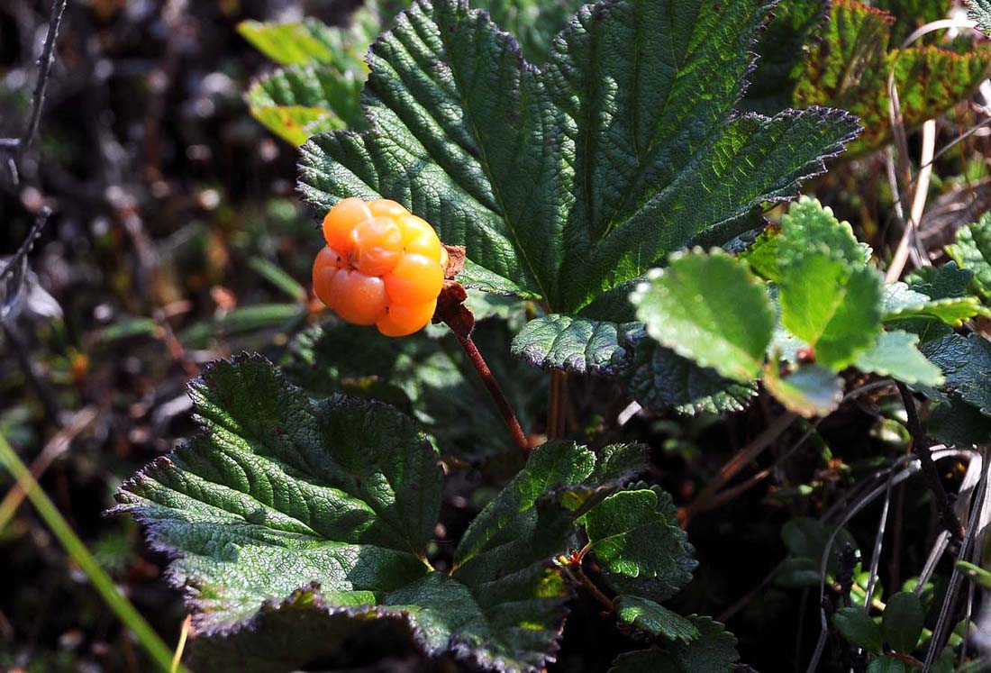 Изображение особи Rubus chamaemorus.