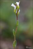 Arabis auriculata