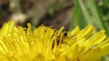 Taraxacum pectinatiforme