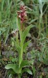 Dactylorhiza viridis