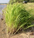 Zizania latifolia. Растение в зоне заплеска на берегу водохранилища. Тверская обл., Калязинский р-н, Угличское водохранилище. 17.08.2004.