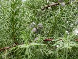 Cupressus sempervirens