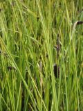 Carex pamirica подвид dichroa