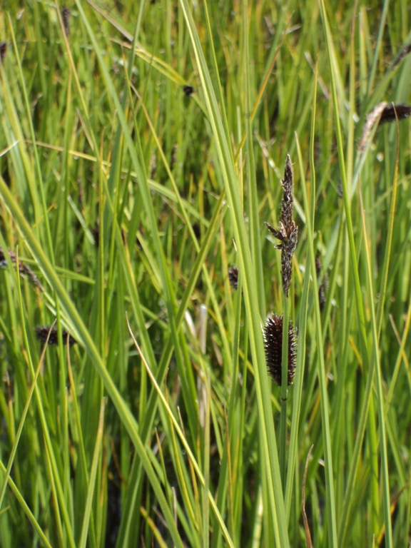 Изображение особи Carex pamirica ssp. dichroa.