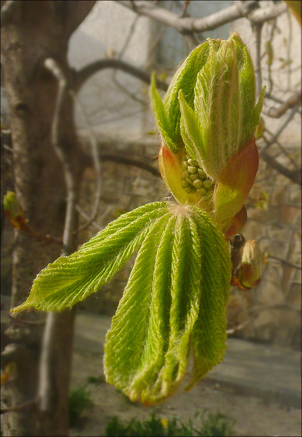 Изображение особи Aesculus hippocastanum.