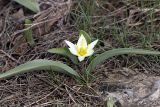 Tulipa bifloriformis