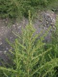 Amaranthus albus