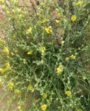 Verbascum pinnatifidum