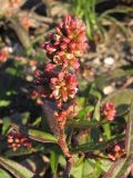 Persicaria maculosa