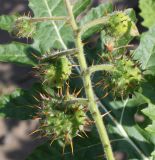 Solanum sisymbriifolium