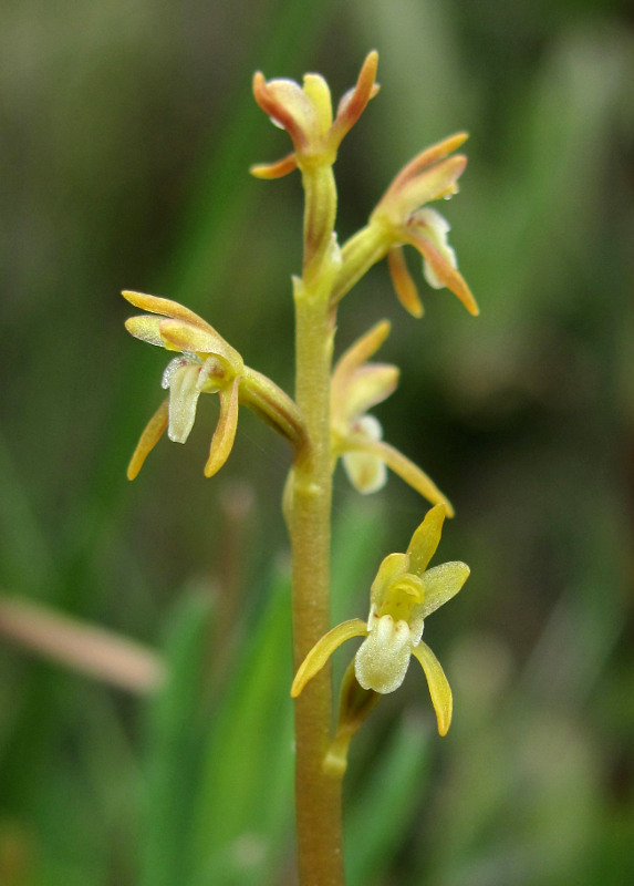 Изображение особи Corallorhiza trifida.