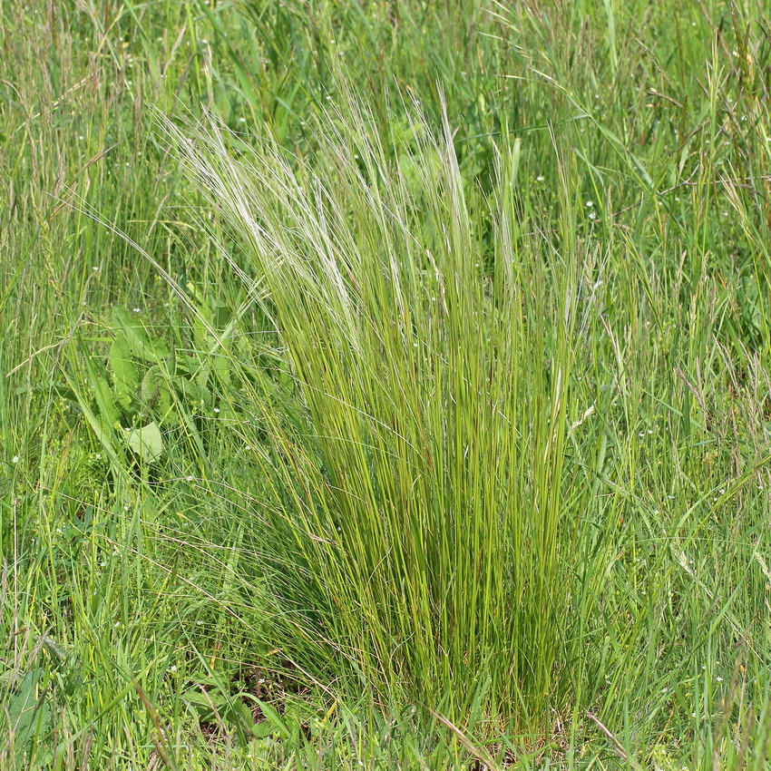 Изображение особи Stipa lessingiana.