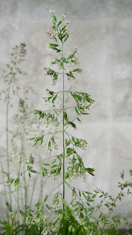 Image of Poa pratensis specimen.