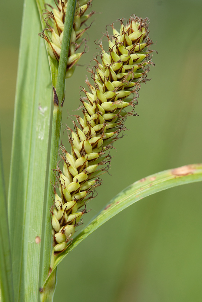 Изображение растения Carex acutiformis.