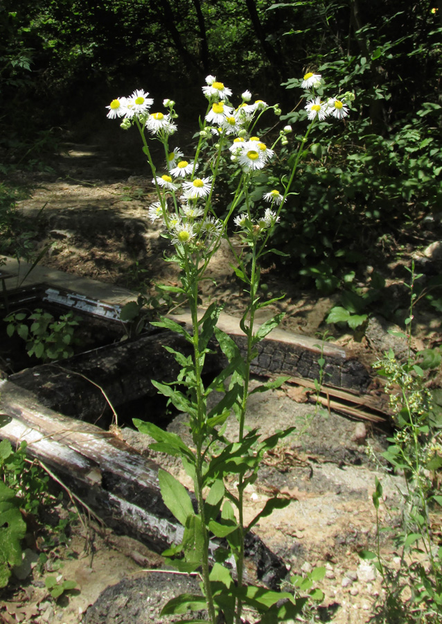 Изображение особи Erigeron annuus.