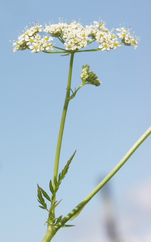 Изображение особи Chaerophyllum aureum.