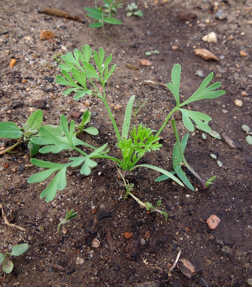 Изображение особи Fumaria officinalis.