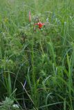 Lilium callosum