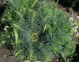 Euphorbia cyparissias