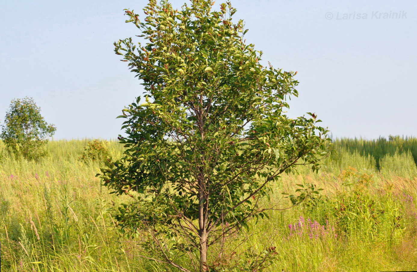 Image of Alnus japonica specimen.