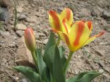 род Tulipa. Цветущие растения. Южный Казахстан, Таласский Алатау, запов. Аксу-Жабаглы, ущ. Улькен-Каинды, выс. 2200 м н.у.м. 16 июня 2012 г.