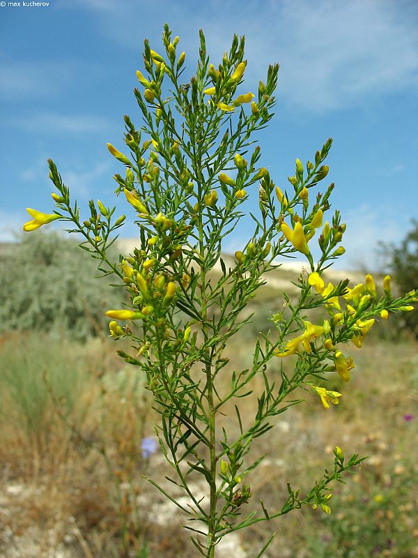 Изображение особи Genista tanaitica.