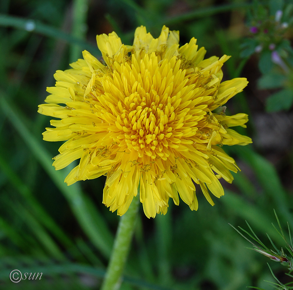 Изображение особи Taraxacum officinale.