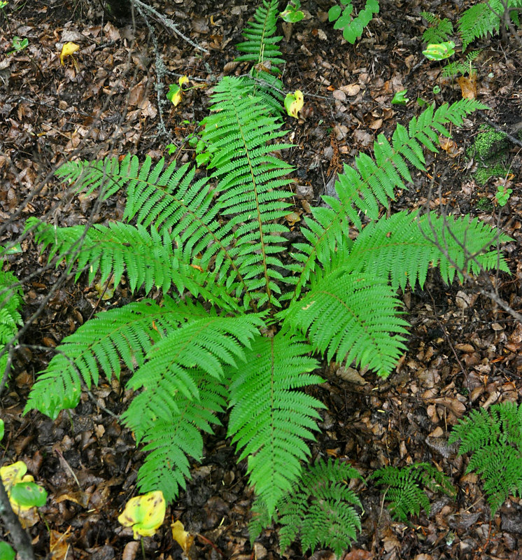 Изображение особи Dryopteris crassirhizoma.