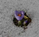 Crocus veluchensis