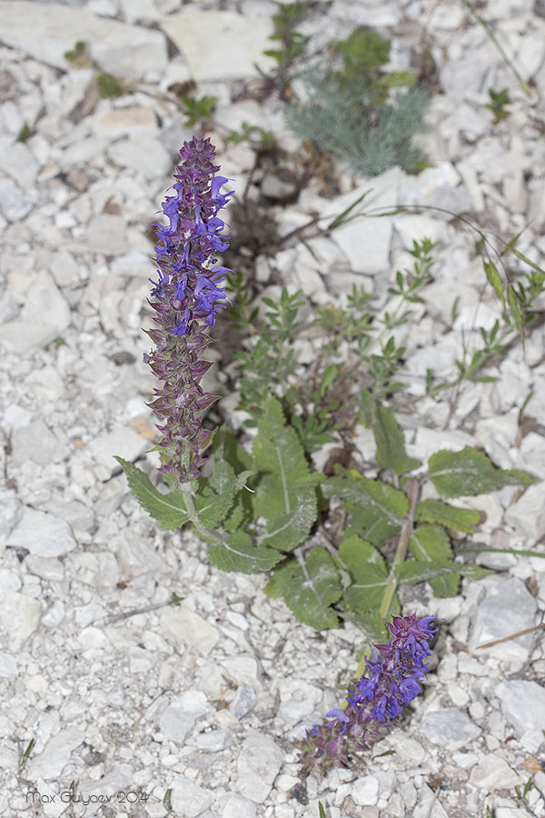 Изображение особи Salvia tesquicola.