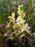 Linaria vulgaris. Часть отцветающего соцветия. Свердловская обл., г. Екатеринбург, окр. пос. Шабровский, заброшенное сельскохозяйственное поле. 16.08.2015.