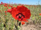 Papaver pavoninum. Цветок. Казахстан, Жамбылская обл., Таласский р-н, плато над сев. берегом оз. Акколь. 16 апреля 2016 г.