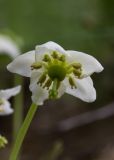 Moneses uniflora