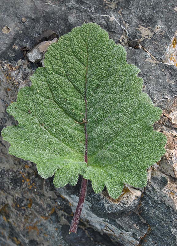 Изображение особи Salvia verbascifolia.