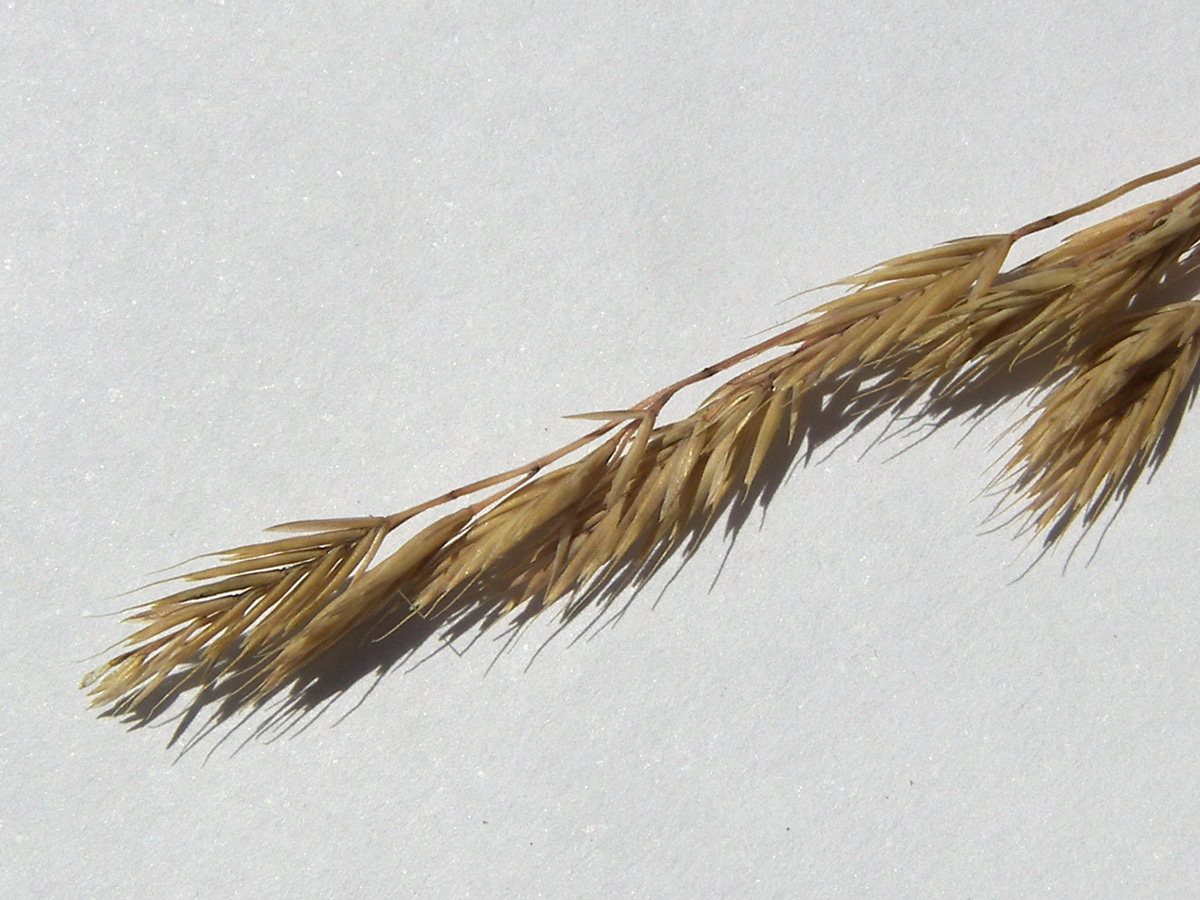 Image of Festuca valesiaca specimen.