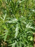 Senecio erucifolius