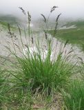 Deschampsia cespitosa. Цветущее растение. Адыгея, Кавказский биосферный заповедник, Фишт-Оштенский массив, высокогорное плато на юго-восточном склоне горы, выс. ≈ 2300 м н.у.м., берег карового озера Оштен-Восточное. 13.08.2016.