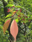 Cerasus sachalinensis. Веточка с незрелыми плодами. Приморский край, г. Владивосток, Ботанический сад-институт ДВО РАН. 08.07.2016.