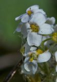 Schivereckia podolica