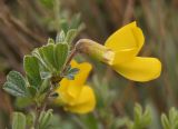 Caragana mollis