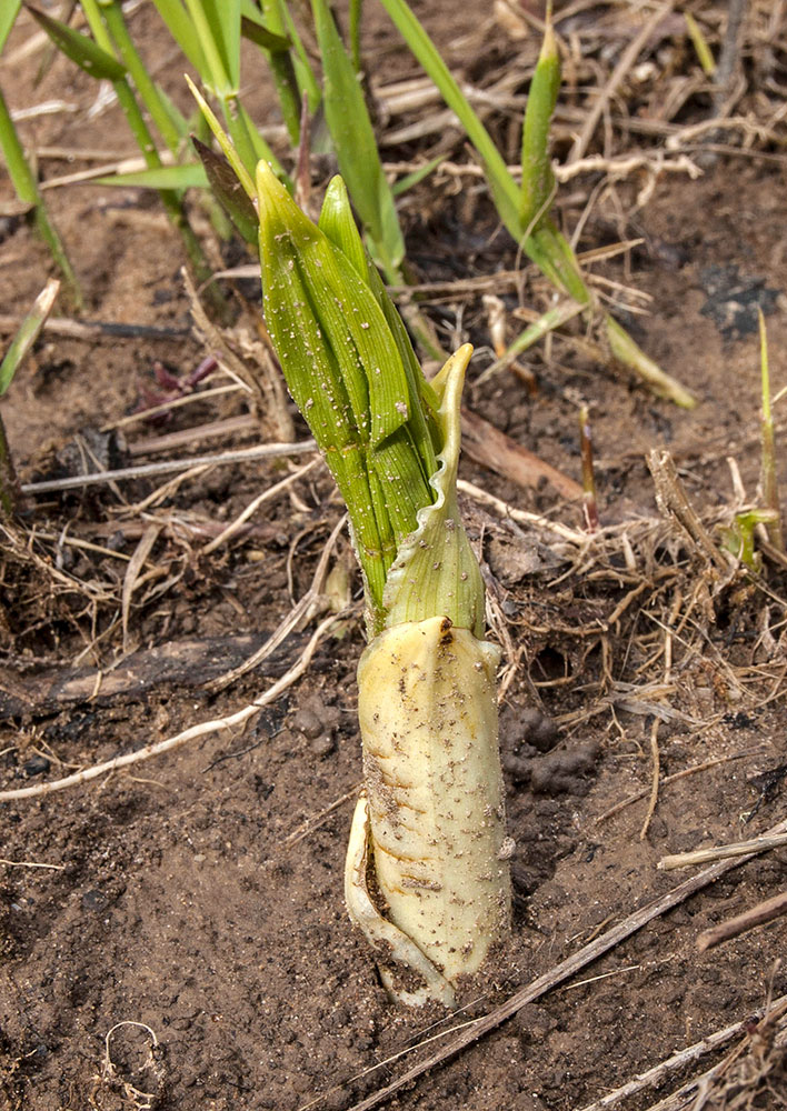 Изображение особи Veratrum lobelianum.