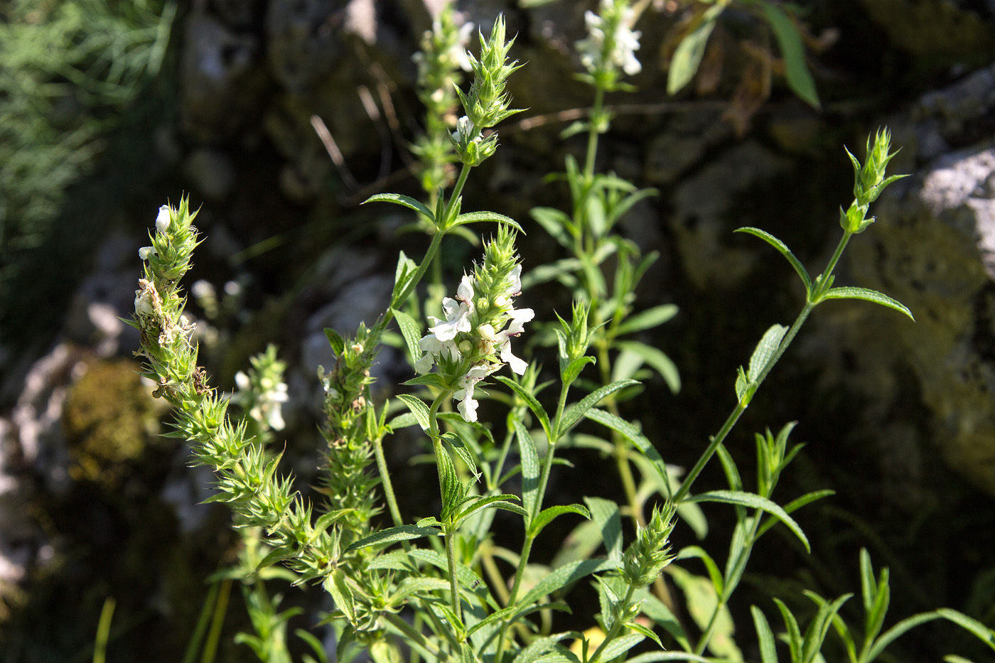 Изображение особи Stachys recta.