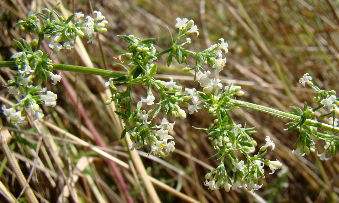 Изображение особи Galium humifusum.