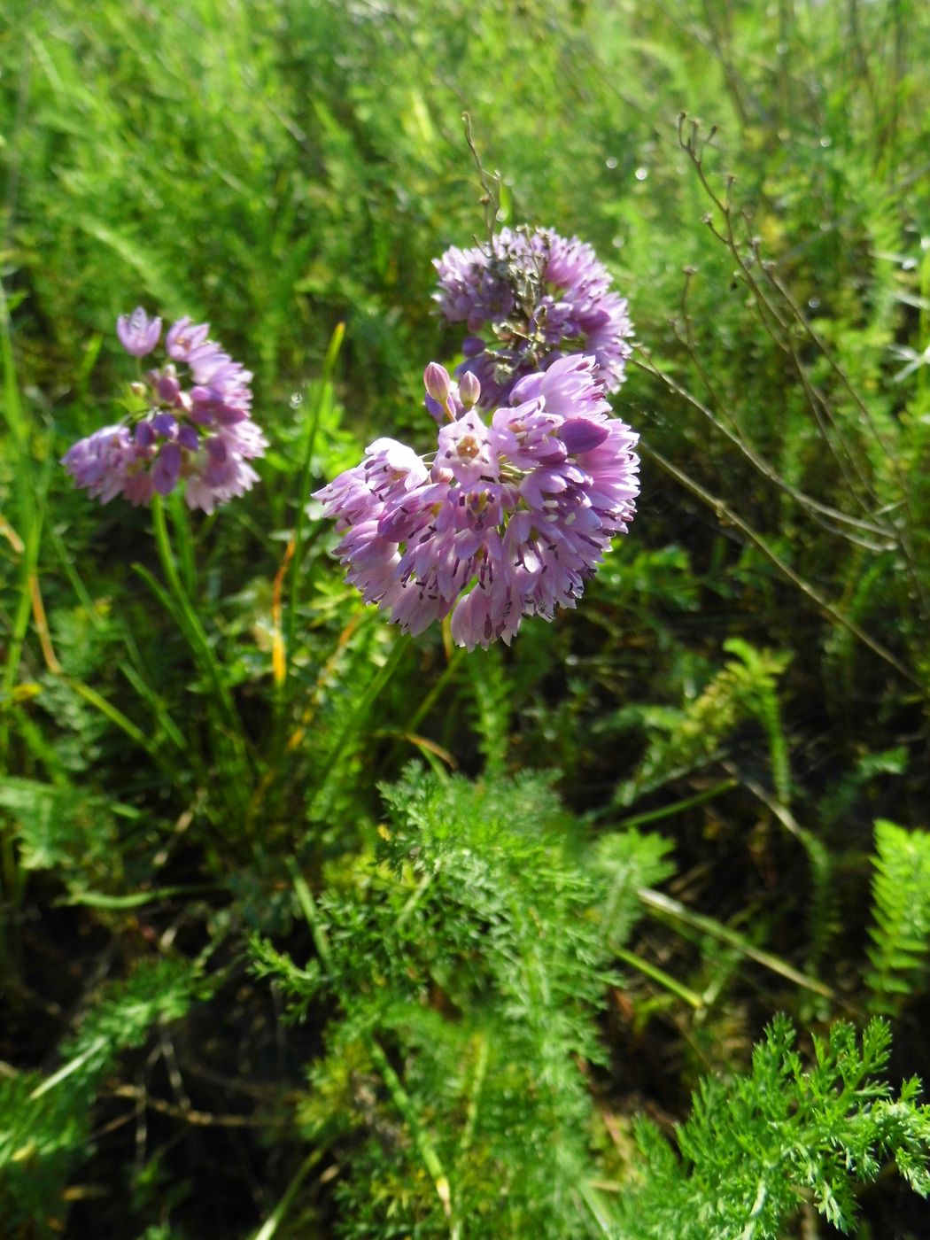 Изображение особи Allium rubens.