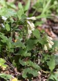 Symphytum grandiflorum. Верхушки цветущих растений. Грузия, г. Боржоми, Центральный парк Боржоми, берег р. Боржомула, лужайка. 01.05.2017.