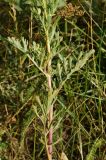 Senecio jacobaea