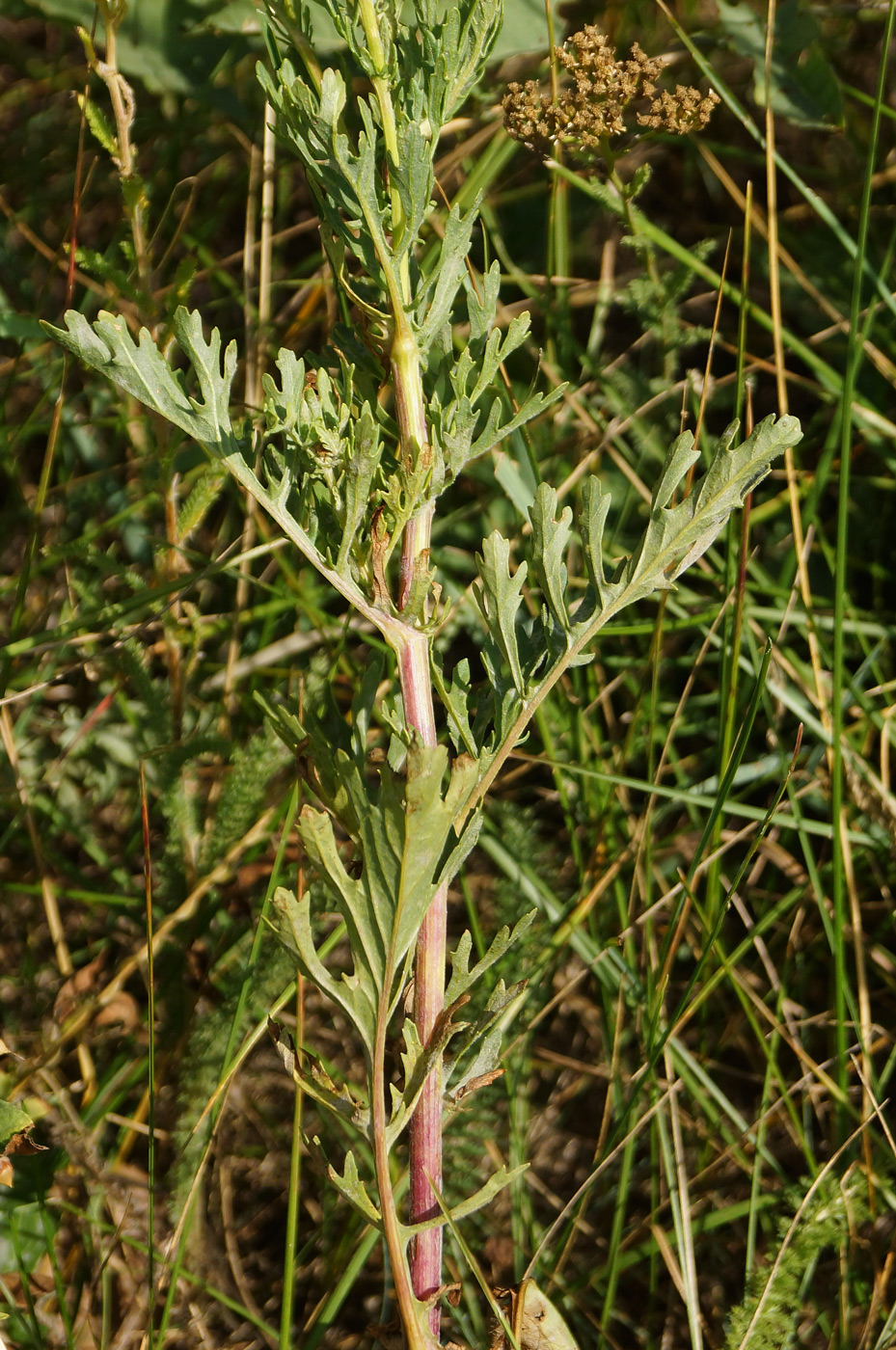 Изображение особи Senecio jacobaea.